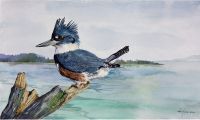 100-258 northwest kingfisher
